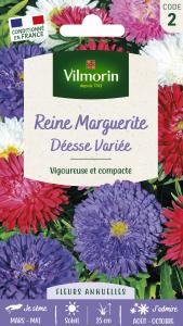 Reine-Marguerite Naine Déesse Variée